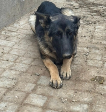 Alman ovçarkası