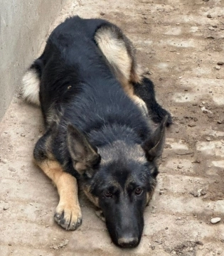 Alman ovçarkası