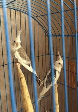 Korella tutuquşu