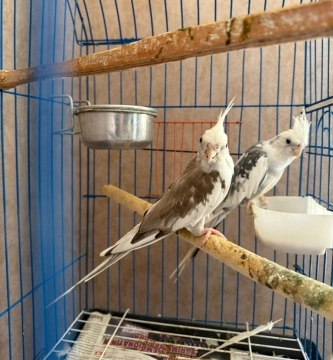 Korella tutuquşu