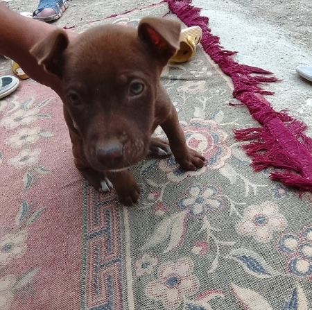 Pitbul 2 aylıq erkek
