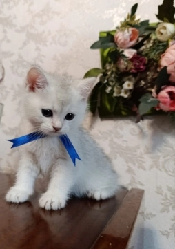 Pişik balası