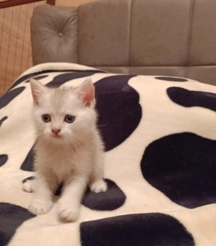 Pişik balası