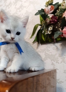 Pişik balası