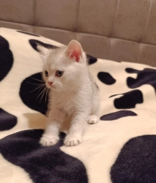 Pişik balası