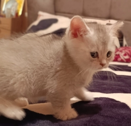 Pişik balası