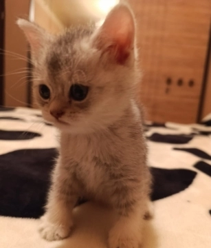 Pişik balası