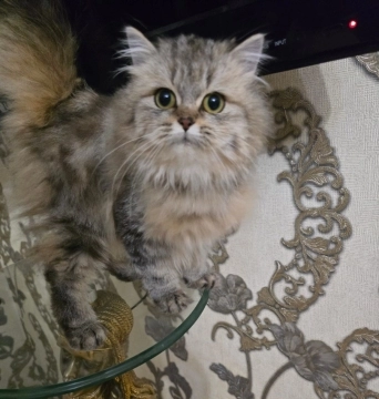 Şinşilla bala
