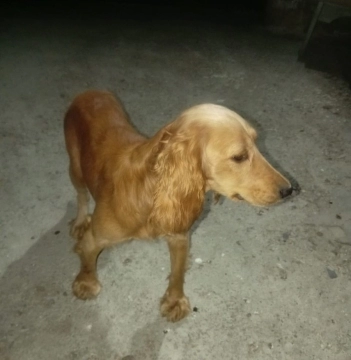 Koker spaniel