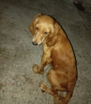 Koker spaniel