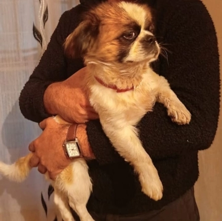 Pekines