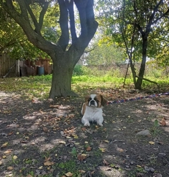 Pekines