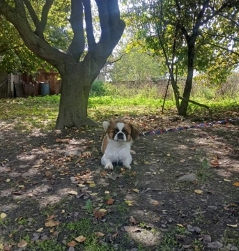 Pekines