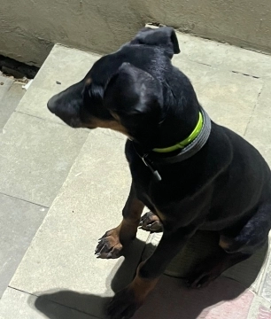 Doberman balası