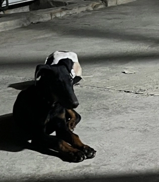 Doberman balası