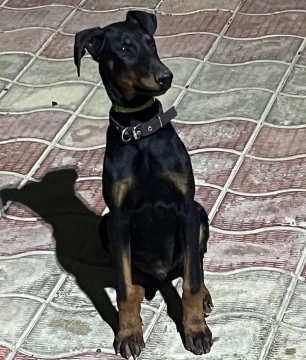 Doberman balası