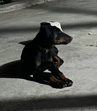Doberman balası