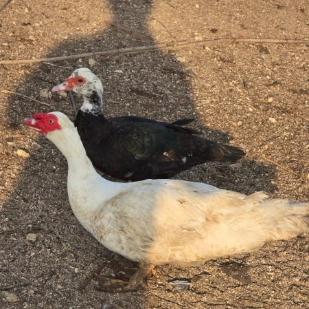 Lal ördək