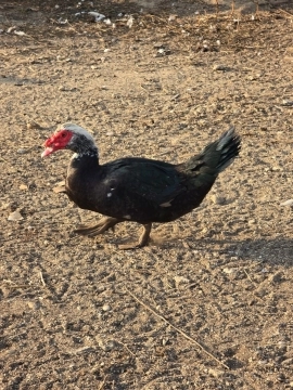 Lal ördək