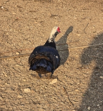 Lal ördək