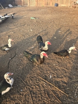Lal ördək
