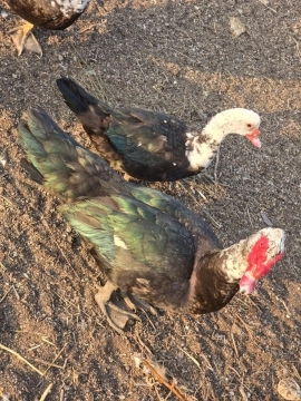 Lal ördək