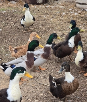 Kuban ördəklər