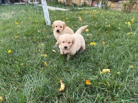 Qızılı retriver balaları