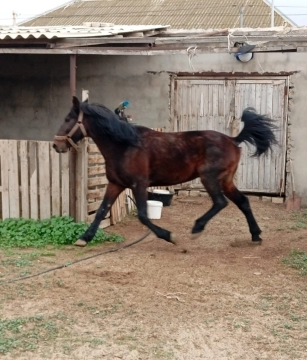 Yorğa at