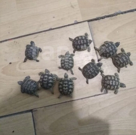 Tısbaga