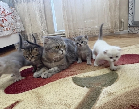 Pişik