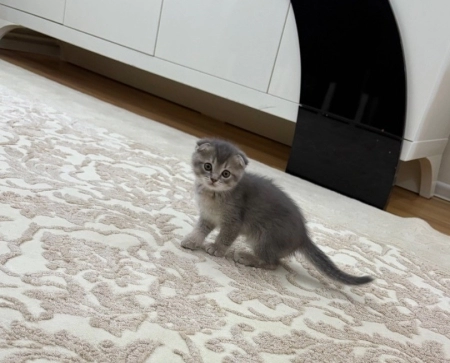 Pişik