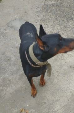 Doberman