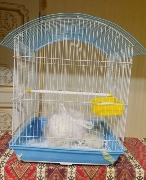 Qəfəs