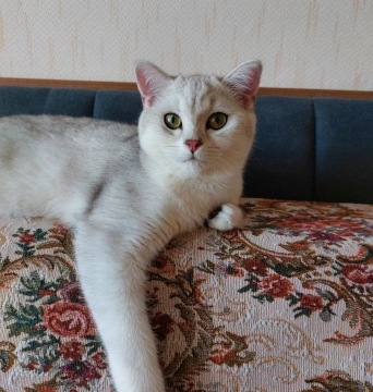 Erkək gümüşü şinşilla balaları