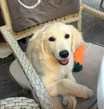 Labrador retriver