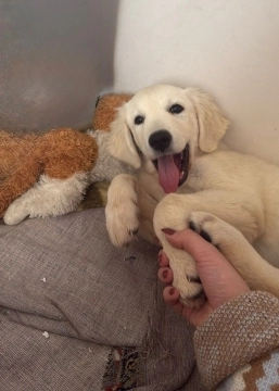 Labrador retriver