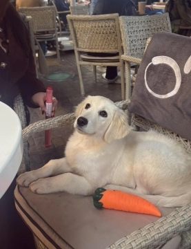 Labrador retriver