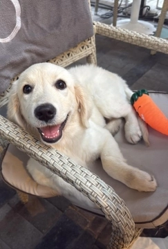 Labrador retriver