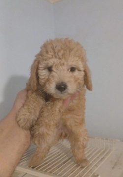 Pudel