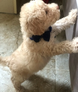 Toy pudel 