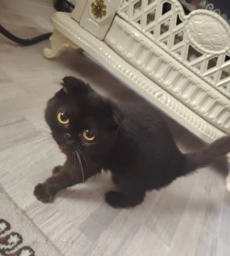 Scottish Fold