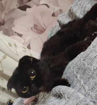 Scottish Fold