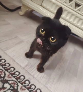 Scottish Fold