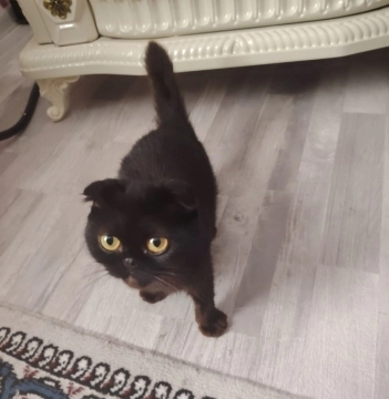 Scottish Fold