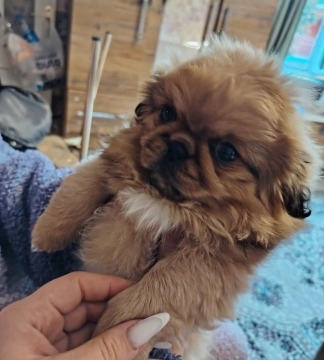 Pekines