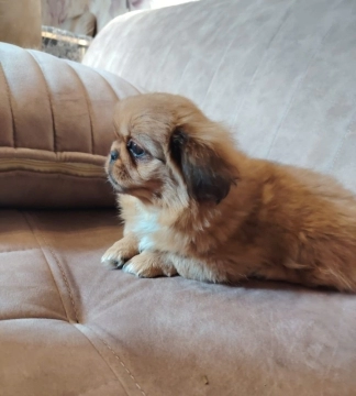 Pekines