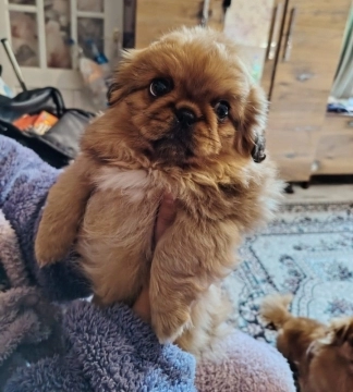Pekines