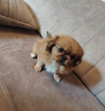 Pekines