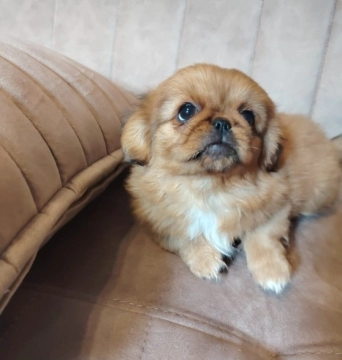 Pekines